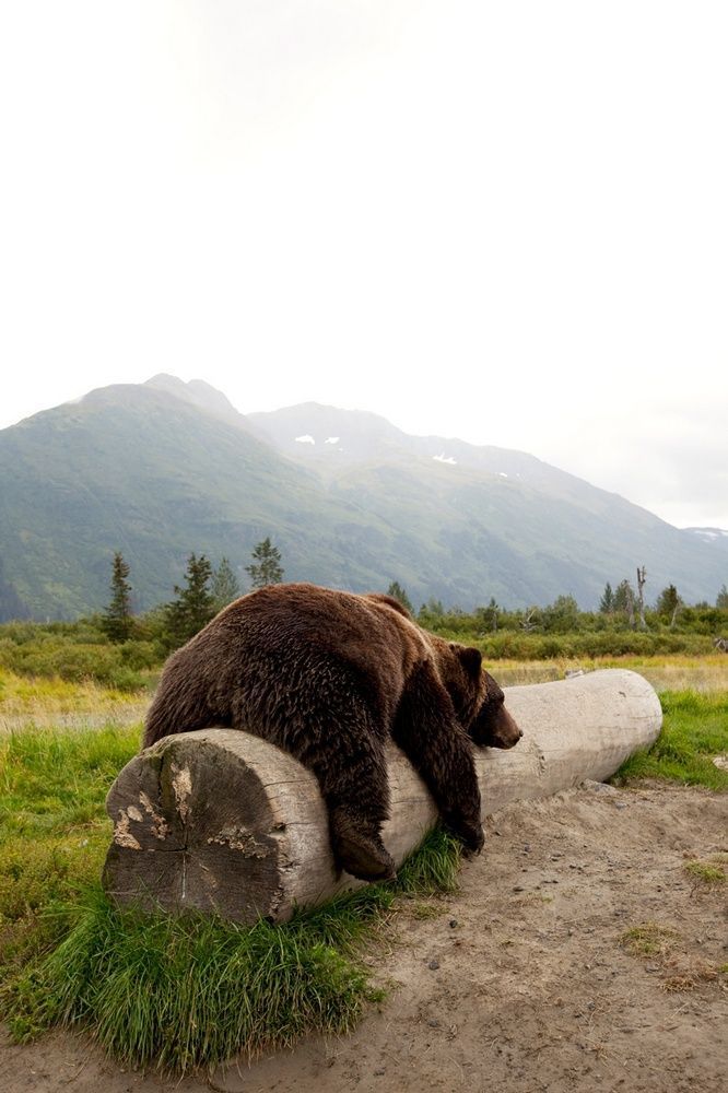 RAINIER MEADOW LLC